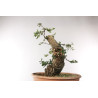 Quercus suber - B2706