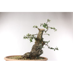 Quercus suber - B2706