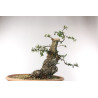 Quercus suber - B2706