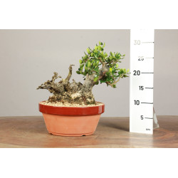 Olea europea sylvestris -...