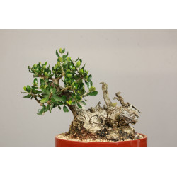 Olea europea sylvestris - Y0700