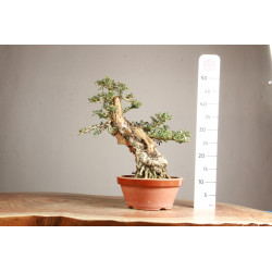 Olea europea sylvestris -...