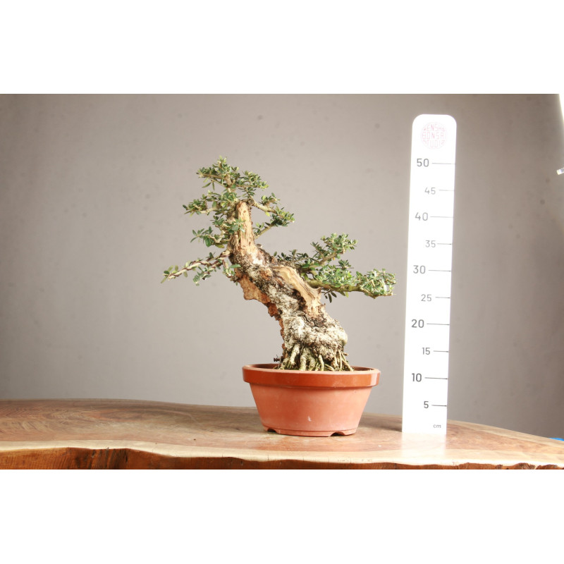Olea europea sylvestris - ULLASTRE - Y0822