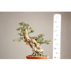 Olea europea sylvestris - ULLASTRE - Y0822