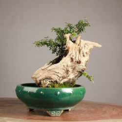 Olea europea sylvestris -...