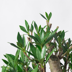 GARDENIA JASMINOIDES - Y0261