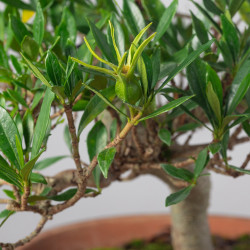 GARDENIA JASMINOIDES - Y0262