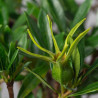 GARDENIA JASMINOIDES - Y0262