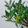 GARDENIA JASMINOIDES - Y0262