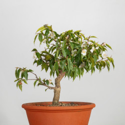 Camelia spp. - B3491