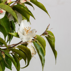 Camelia spp. - B3491