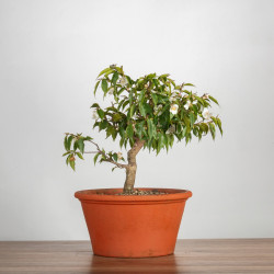 Camelia spp. - B3491