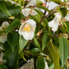 Camelia spp. - B3491
