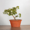 Camelia spp. - B3491