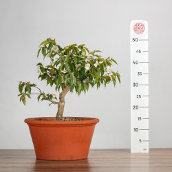 Camelia spp. - B3491