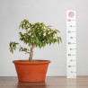 Camelia spp. - B3491