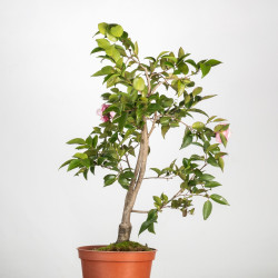 Camelia spp. - B3497