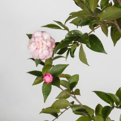 Camelia spp. - B3497