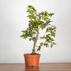 Camelia spp. - B3497