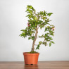 Camelia spp. - B3497