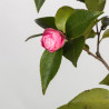 Camelia spp. - B3497