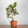 Camelia spp. - B3497