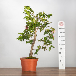Camelia spp. - B3497