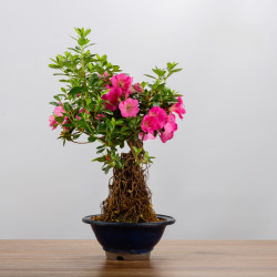 AZALEA SHUSUI - B3589
