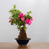AZALEA SHUSUI - B3589
