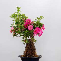 AZALEA SHUSUI - B3589