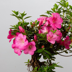 AZALEA SHUSUI - B3589