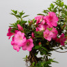 AZALEA SHUSUI - B3589