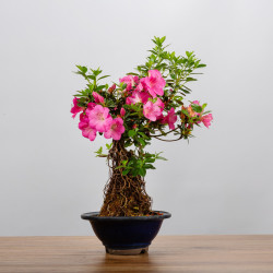 AZALEA SHUSUI - B3589