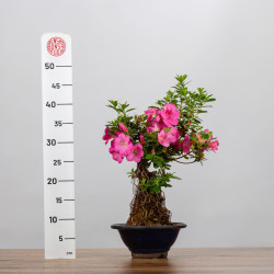 AZALEA SHUSUI - B3589