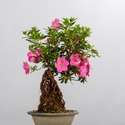 AZALEA SHUSUI - B3590