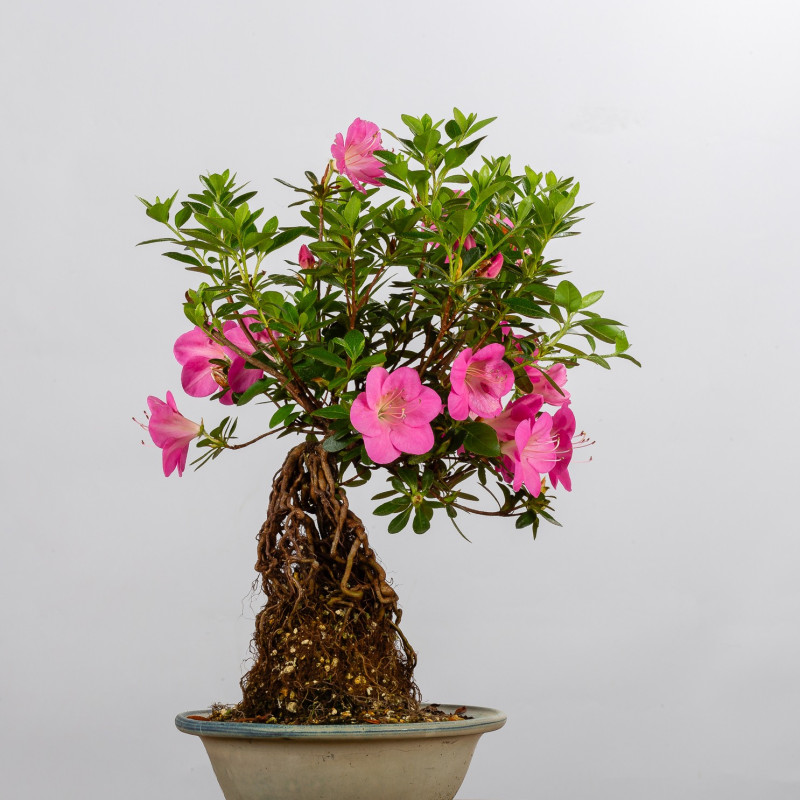 AZALEA SHUSUI - B3590