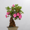 AZALEA SHUSUI - B3590
