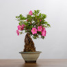 AZALEA SHUSUI - B3590