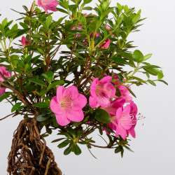 AZALEA SHUSUI - B3590