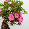 AZALEA SHUSUI - B3590