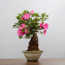 AZALEA SHUSUI - B3590
