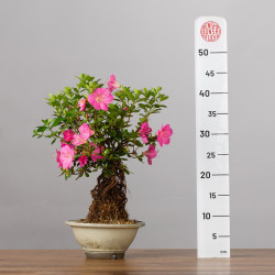 AZALEA SHUSUI - B3590