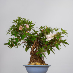 Azalea satsuki - B3601