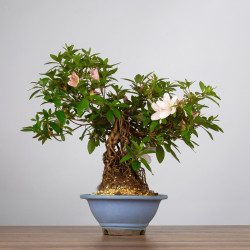 Azalea satsuki - B3601