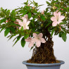 Azalea satsuki - B3601