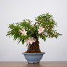 Azalea satsuki - B3601