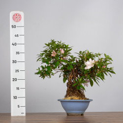 Azalea satsuki - B3601