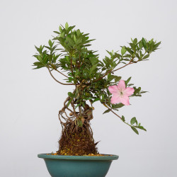 Azalea Juko - B3602