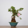 Azalea Juko - B3602