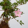 Azalea Juko - B3602
